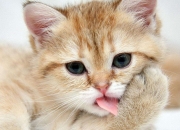 开云体育-三狮利刃刺穿永恒之城，巴斯托尼欧冠之夜谱写英格兰征服罗马新章