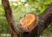 开云sport-钟表匠的胜利，瑞典战术碾压玻利维亚，法比尼奥成为关键先生