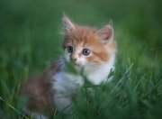 开云体育中国-贝恩如何成为灰熊攻防转换支点？湖人用铁幕防守锁死森林狼反击