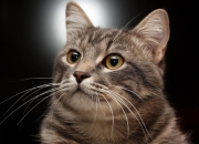 开云体育APP下载-最后一秒，整座球场开始透明融化