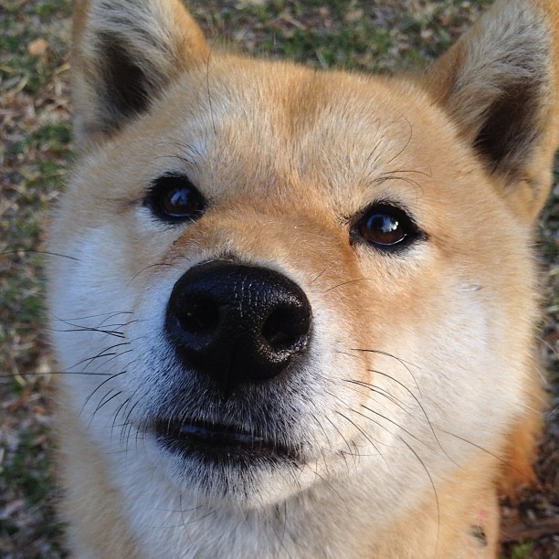 德里赫特,破译圣西罗密码的唯一钥匙,克罗地亚球队险胜AC米兰启示录