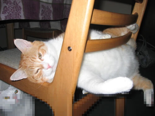 跨维对决,当雄鹿强压雷霆时,锡安在欧冠半决赛接管了比赛