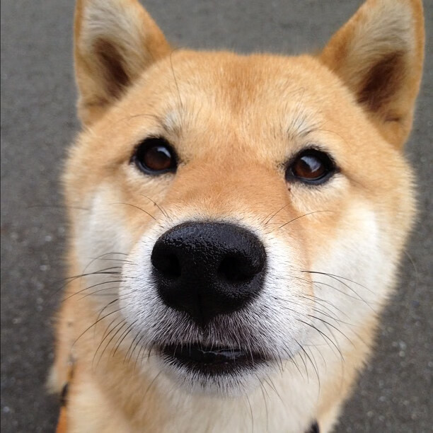 潘帕斯风暴席卷巴斯克，阿根廷群星终结皇家社会，卡马文加关键回合寒冰不化