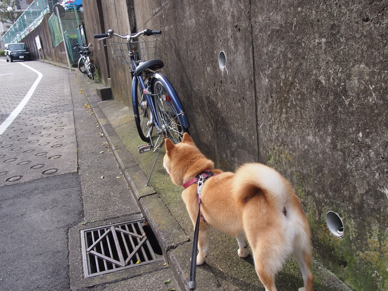 恩佐孤星闪耀时,当洪都拉斯的惊雷劈开马德里竞技的铁幕