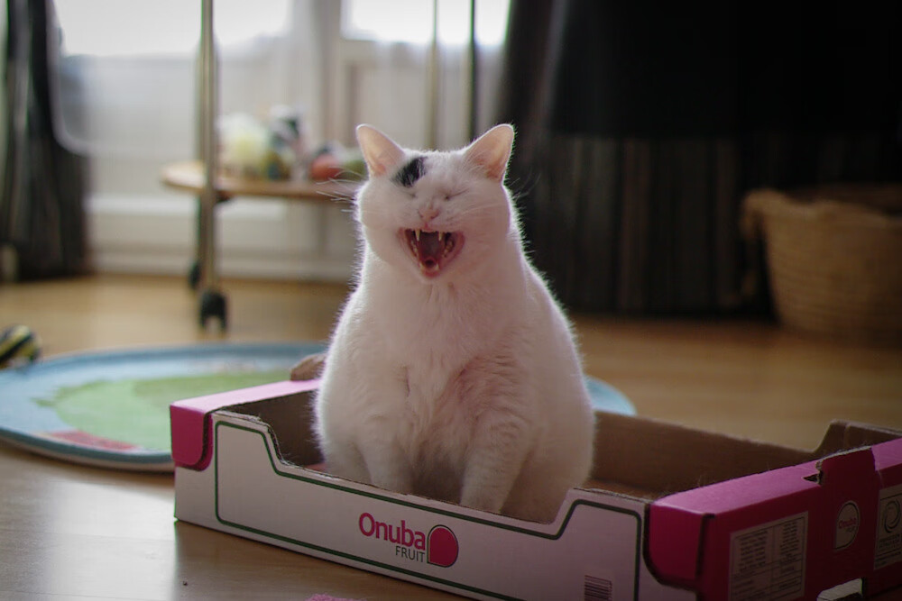 京多安灼热，墨西哥冰凉，葡萄牙赢得核心之战