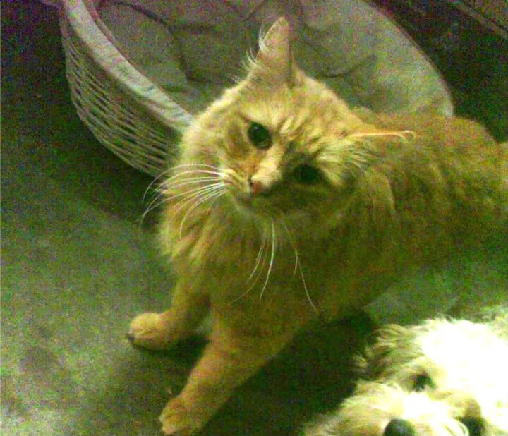 神话与钢铁的对决，福登一锤定音，克罗地亚险胜几内亚