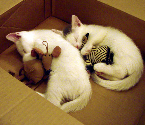 一球定乾坤！哈弗茨灵光乍现，拜仁爱尔兰巅峰对决惊险加冕