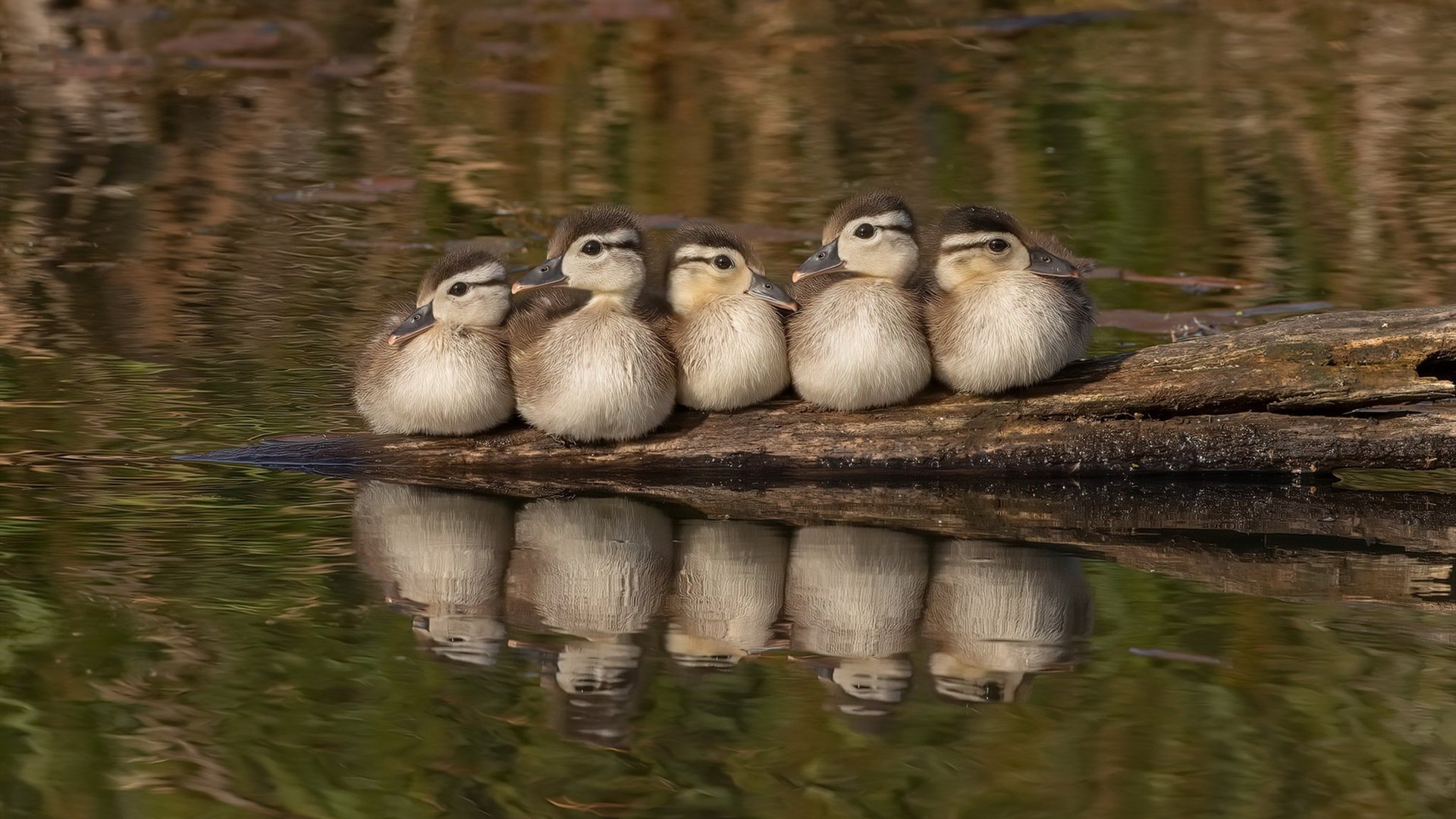 战神的两副面孔，NBA总决赛的窒息时刻与欧陆绿茵的鏖战交响