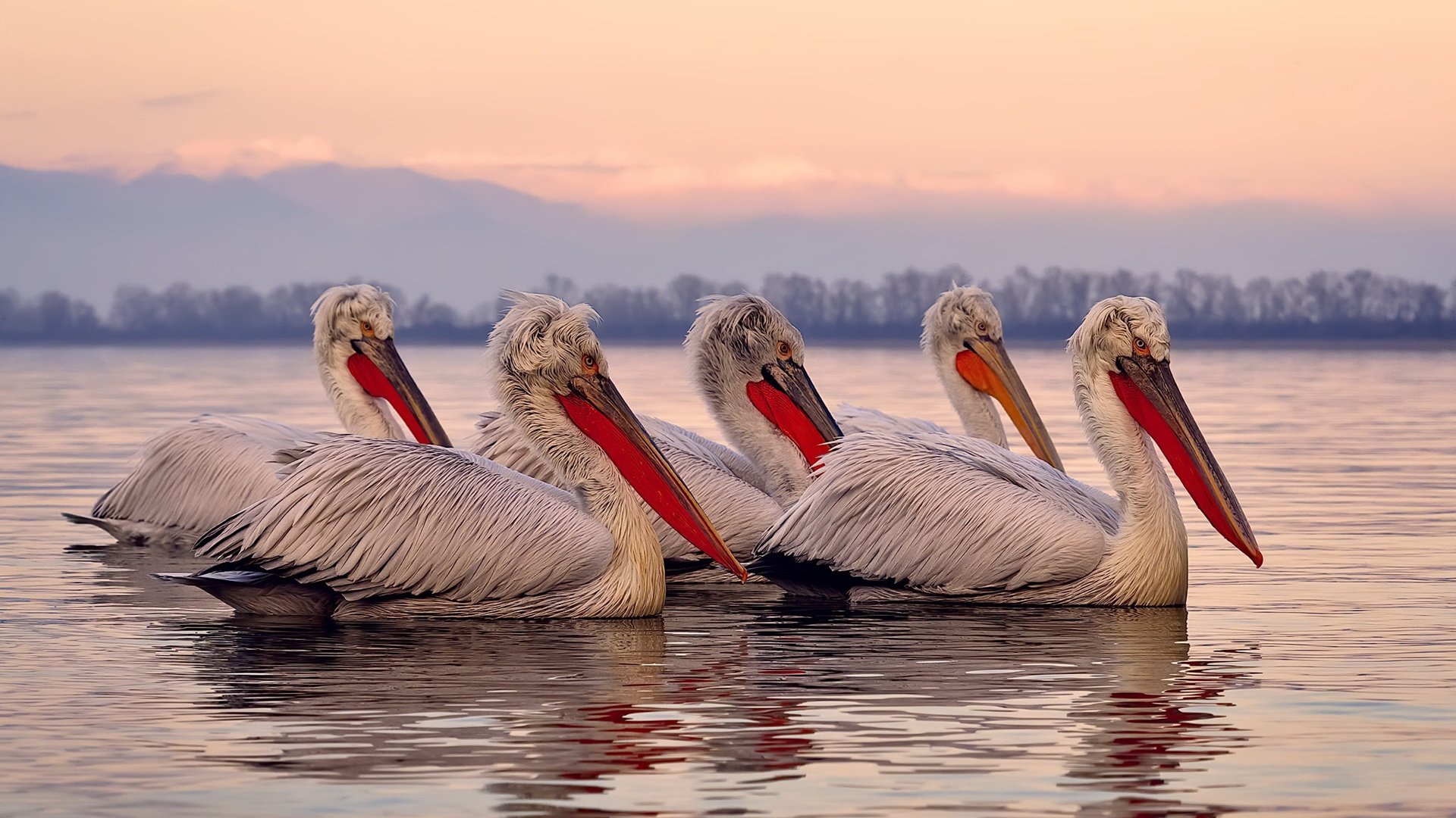 当紫金王朝遇见天山雄鹰,莫兰特冠军级表现撕裂天际线