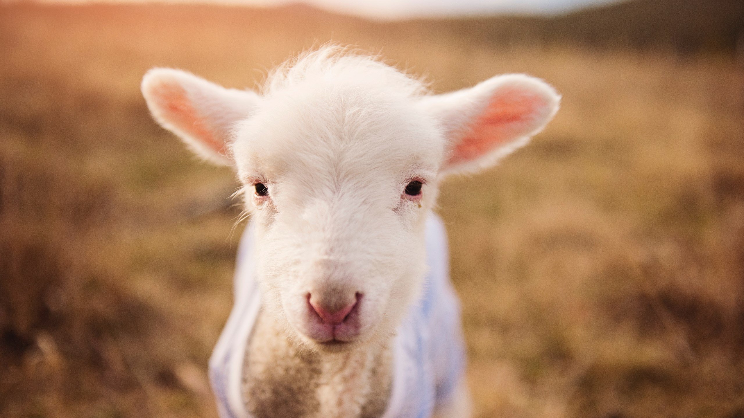 窒息防守与一人搅局，莱比锡红牛锁死西班牙，巴尔韦德关键时刻站出来