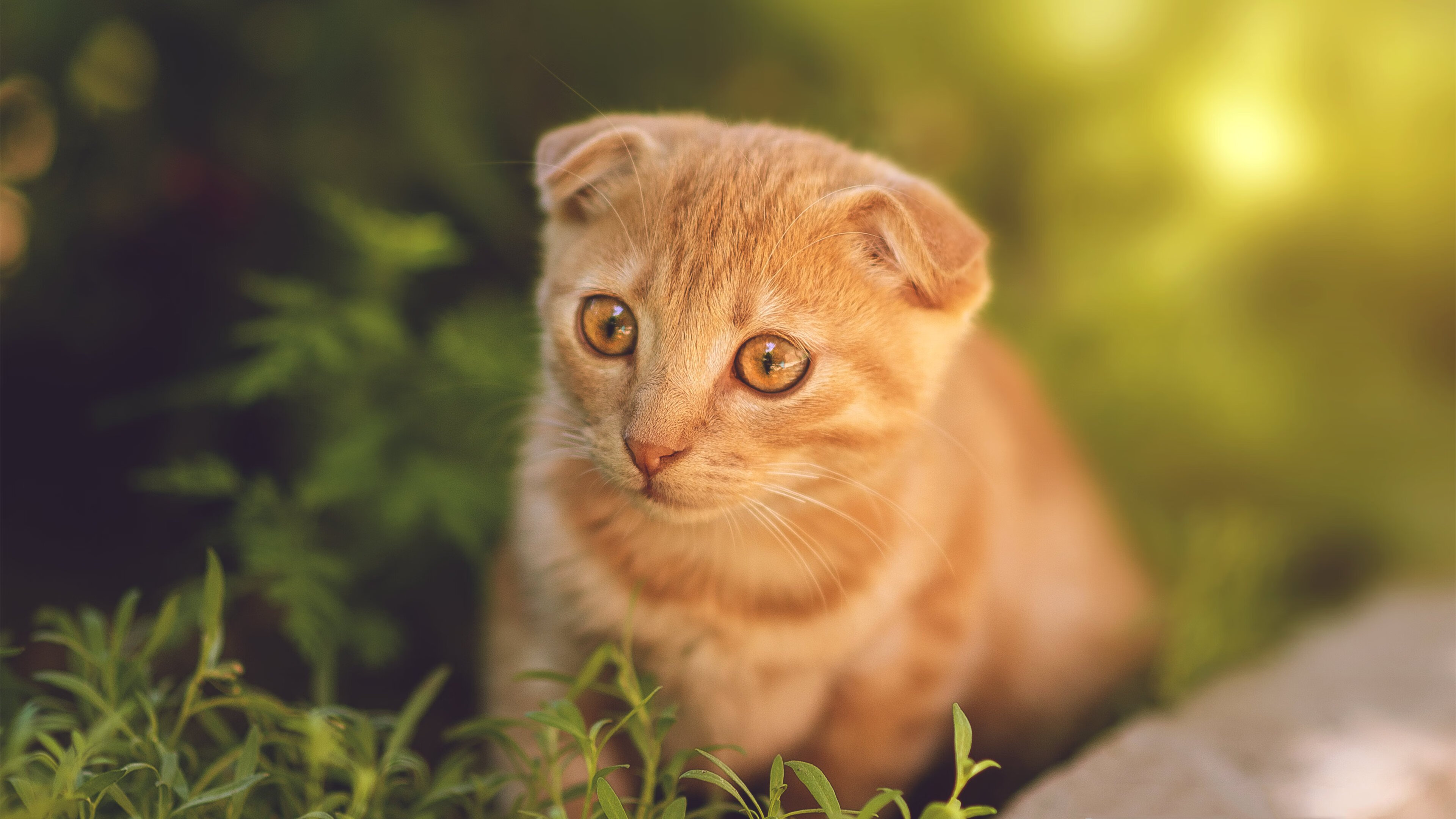 时空交错的巅峰,当纳什的马刺在东部决赛遇见了帕克的篮网